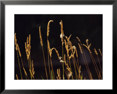 Warm Sunlight Highlights Tall Grasses by Raymond Gehman Pricing Limited Edition Print image