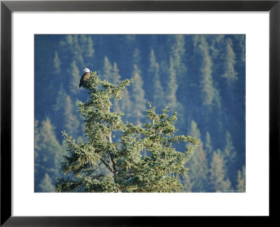 Bald Eagle Perched Atop A Tree In Seward, Alaska by Rich Reid Pricing Limited Edition Print image