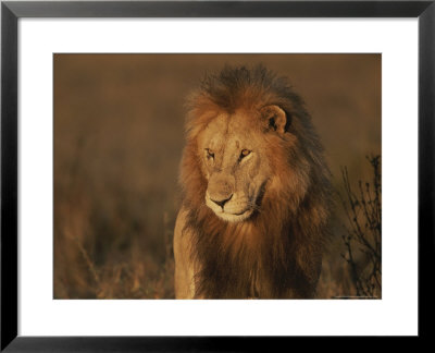 African Lion, Adult Male With Full Mane by John Eastcott & Yva Momatiuk Pricing Limited Edition Print image