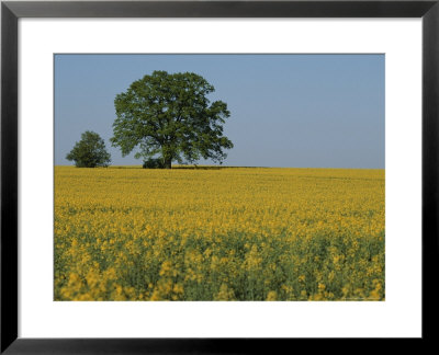 Pair Of Trees Stand Among A Field Of Yellow Flowers by Norbert Rosing Pricing Limited Edition Print image