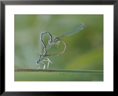 Two Dragonflies Create A Heart-Like Shape While Mating by Carsten Peter Pricing Limited Edition Print image
