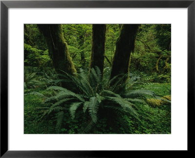 Woodland Rain Forest View With Mosses And Ferns by Melissa Farlow Pricing Limited Edition Print image