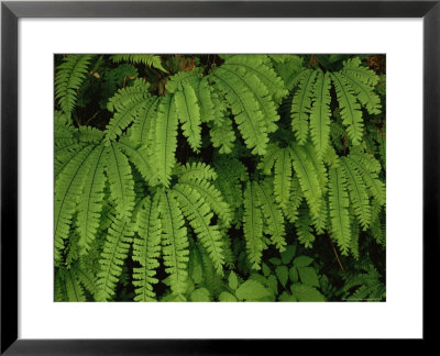 Close Up Detail Of A Fern Fronds by Melissa Farlow Pricing Limited Edition Print image