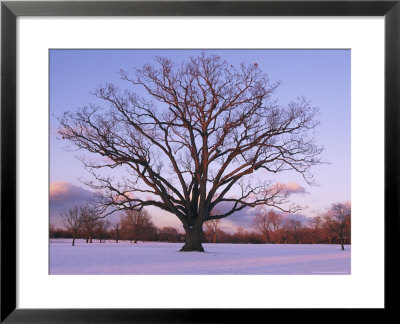Lone Oak Tree In Delaware Park by Melissa Farlow Pricing Limited Edition Print image