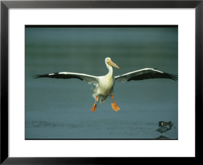 American White Pelican In Flight Over A Salt Water Lagoon by Klaus Nigge Pricing Limited Edition Print image