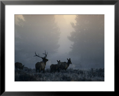 Cold Morning Mist And Rutting Elk Move Through The Sagebrush Meadow by Michael S. Quinton Pricing Limited Edition Print image