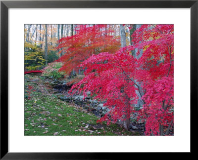Japanese Maples With Colorful Fall Foliage In A Garden, New York by Darlyne A. Murawski Pricing Limited Edition Print image