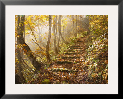 A Path On Natagiri Pass by Michael S. Yamashita Pricing Limited Edition Print image