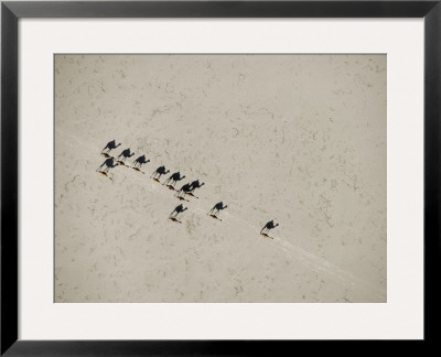 A Scorching Sun Casts Long Shadows As Camels Cross Salt Flats by Chris Johns Pricing Limited Edition Print image