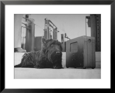 Franklin D. Roosevelt's Dog Fala, Listening To The President's Speech On The Radio by George Skadding Pricing Limited Edition Print image