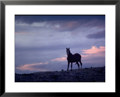 Wild Mustang Horses Running Across Field In Wyoming And Montana by Bill Eppridge Pricing Limited Edition Print image