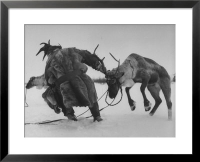 Lapp Struggling To Harness One Of His Reindeer by Mark Kauffman Pricing Limited Edition Print image