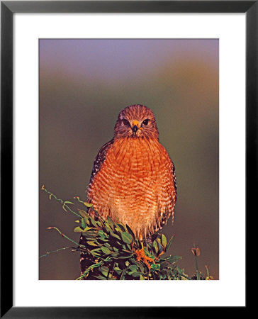 Red-Shouldered Hawk In Early Morning Light, Everglades National Park, Florida, Usa by Charles Sleicher Pricing Limited Edition Print image