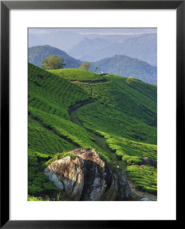 Tea Plantations, Munnar, Western Ghats, Kerala, India by Michele Falzone Pricing Limited Edition Print image