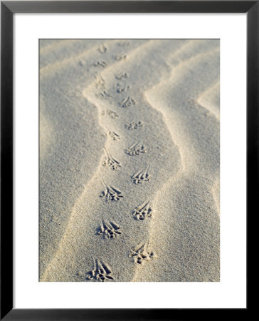 Mouse Footprints In The Sand Of Dunes, Belgium by Philippe Clement Pricing Limited Edition Print image