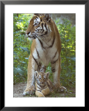 Siberian Tiger Mother With Young Cub Resting Between Her Legs by Edwin Giesbers Pricing Limited Edition Print image