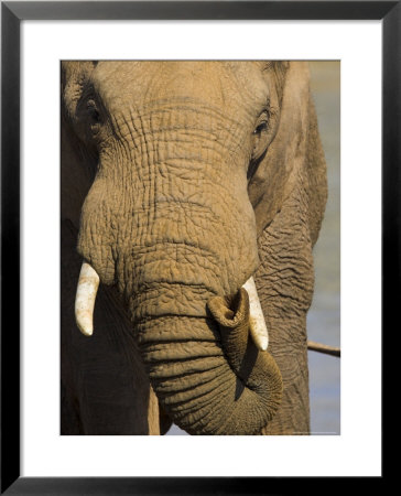 Bull Elephant, Loxodonta Africana, Addo Elephant National Park, Eastern Cape, South Africa by Steve & Ann Toon Pricing Limited Edition Print image
