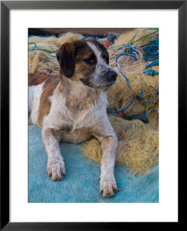 Dog Resting Along The Harbor In Kusadasi, Aegean Sea, Turkey by Darrell Gulin Pricing Limited Edition Print image