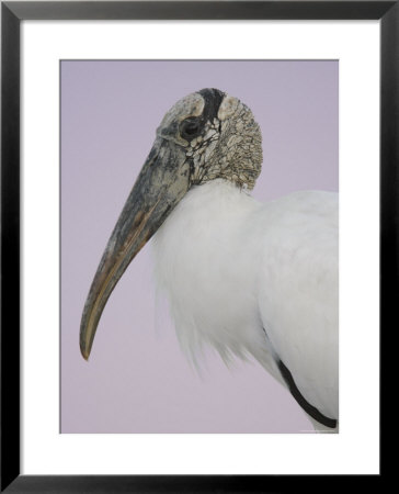 Pre-Dawn Close-Up Of Wood Stork, Fort De Soto Park, Florida, Usa by Arthur Morris Pricing Limited Edition Print image