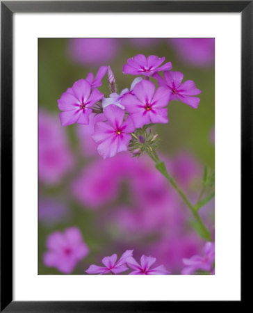 Phlox In Bloom Near Devine, Texas, Usa by Darrell Gulin Pricing Limited Edition Print image
