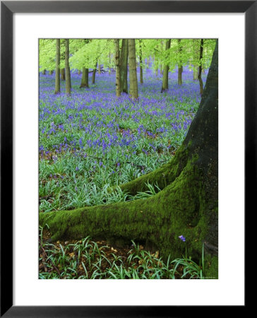 Bluebells In Beech Woodland, Buckinghamshire, England, Uk, Europe by David Tipling Pricing Limited Edition Print image