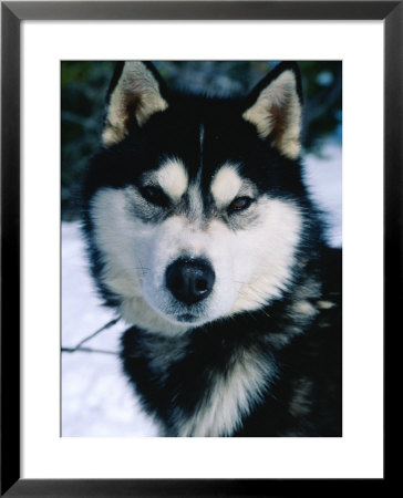 Portrait Of Husky Dog, Wyoming, Usa by Michael Aw Pricing Limited Edition Print image