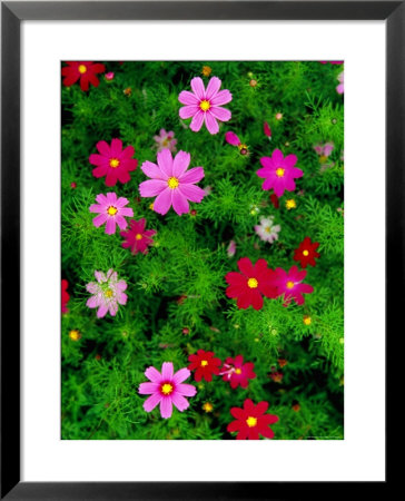 Wildflowers In Stone Forest, Shi Lin, Yunnan, China by Richard I'anson Pricing Limited Edition Print image