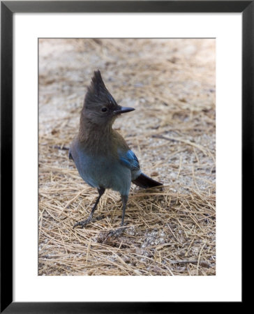Closeup Of A Stellar's Jay, California by Rich Reid Pricing Limited Edition Print image