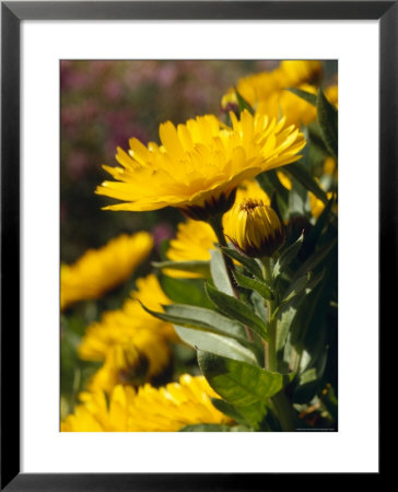 Bright Yellow Calendula Flower Petals In A Garden, Australia by Jason Edwards Pricing Limited Edition Print image