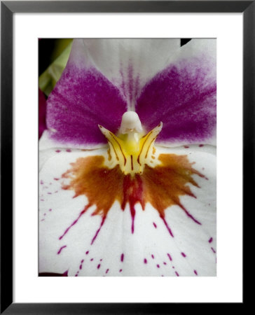 Close-Up Of The Center Of An Orchid Flower, Groton, Connecticut by Todd Gipstein Pricing Limited Edition Print image
