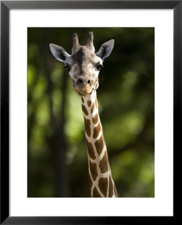 Reticulated Giraffe At The Henry Doorly Zoo In Omaha, Nebraska by Joel Sartore Pricing Limited Edition Print image