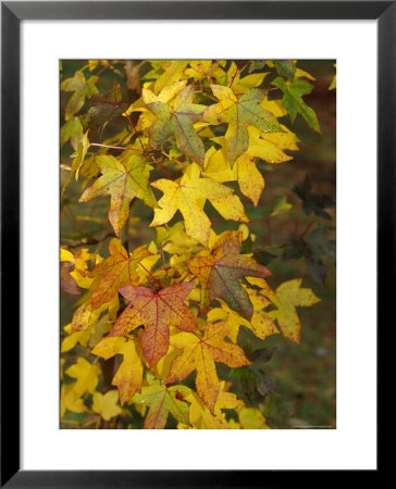 The Early Fall Yellow And Amber Leaves Of A Deciduous Liquid Amber, Jamieson, Australia by Jason Edwards Pricing Limited Edition Print image