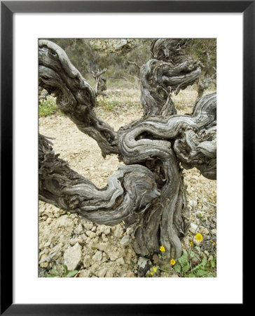 Wide-Angle View Of A Old Bare Twisted Grapevine In Winter, France by Stephen Sharnoff Pricing Limited Edition Print image