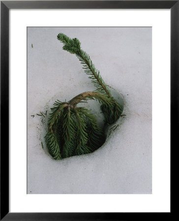 Young Evergreen Tree Doubled Over In Deep Snow by Melissa Farlow Pricing Limited Edition Print image