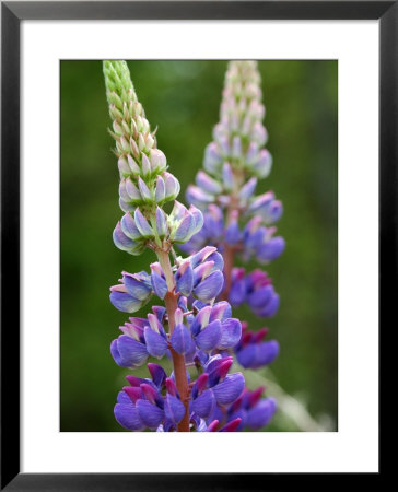 Close-Up Of Lupine Flowers, Arlington, Massachusetts, Usa by Darlyne A. Murawski Pricing Limited Edition Print image