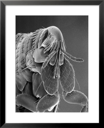 Microscopic View Of A Cat Flea Magnified About 80 Times, Usa by Darlyne A. Murawski Pricing Limited Edition Print image