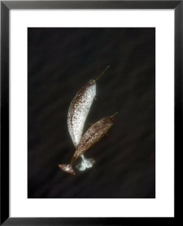 A Pair Of Male Narwhals Swimming In Admiralty Inlet by Paul Nicklen Pricing Limited Edition Print image