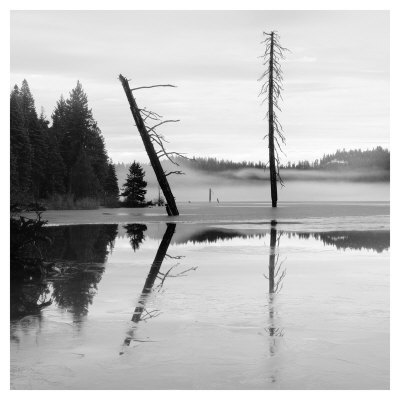Two Trees At Hyatt Lake I by Shane Settle Pricing Limited Edition Print image