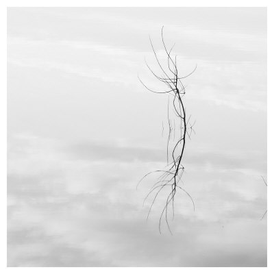 Twig Hyatt Lake by Shane Settle Pricing Limited Edition Print image