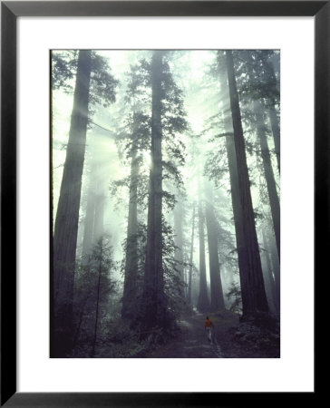 Person Dwarfed By Massive Redwoods Breaking Through Morning Fog And Sunlight by Ralph Crane Pricing Limited Edition Print image