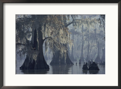 Spanish Moss Drapes Old Cypress Trees On Lake Verret, Louisiana by John Eastcott & Yva Momatiuk Pricing Limited Edition Print image