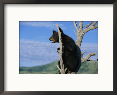 A Young American Black Bear Perches In The Fork Of A Tree by Norbert Rosing Pricing Limited Edition Print image