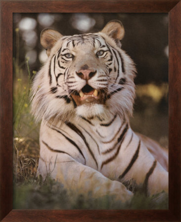 White Tiger Growling by Patrick Martin Vegue Pricing Limited Edition Print image