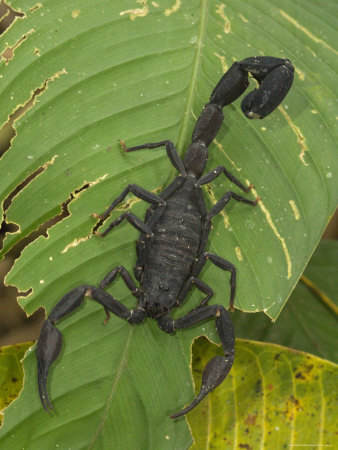 Close-Up Of Black Scorpion On Leaf, Madre De Dios, Amazon River Basin, Peru by Dennis Kirkland Pricing Limited Edition Print image