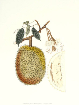 Indonesian Fruits Iv by Berthe Hoola Van Nooten Pricing Limited Edition Print image
