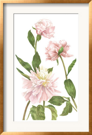 Peony Iii by Pamela Shirley Pricing Limited Edition Print image