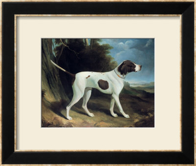 Portrait Of A Liver And White Pointer by George Garrard Pricing Limited Edition Print image