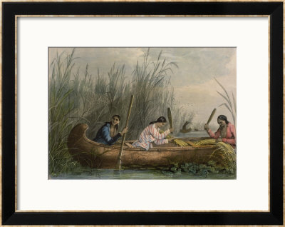 Gathering Wild Rice by Seth Eastman Pricing Limited Edition Print image