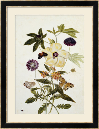 Milkweed, Poppy And Hibiscus With Butterflies And A Beetle by Thomas Robins Jr Pricing Limited Edition Print image