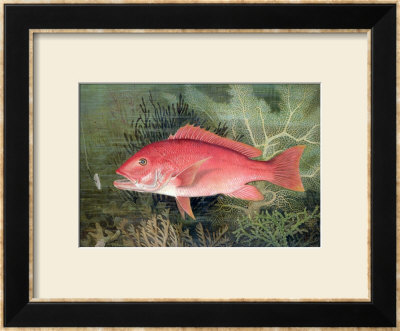 Red Snapper, From Game Fishes Of The United States, Published 1878 by S.A. Kilbourne Pricing Limited Edition Print image